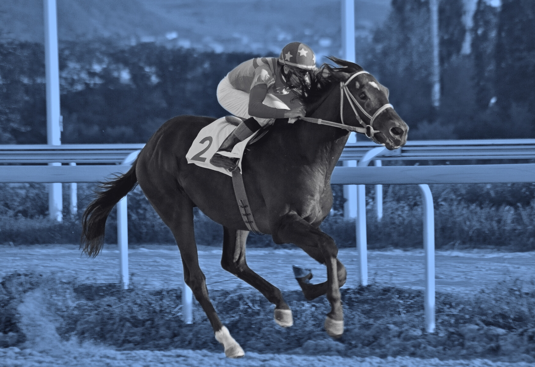 Chevaux — photographie issue des supports VETDOC